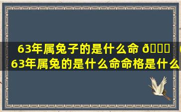 63年属兔子的是什么命 💐 （63年属兔的是什么命命格是什么 🐝 ）